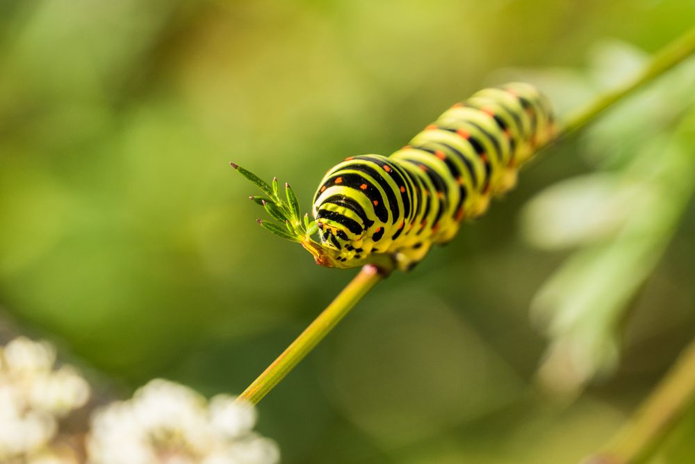 Balancekünstler