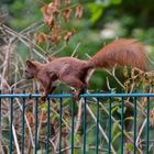 Balancekünstler Eichhörnchen.