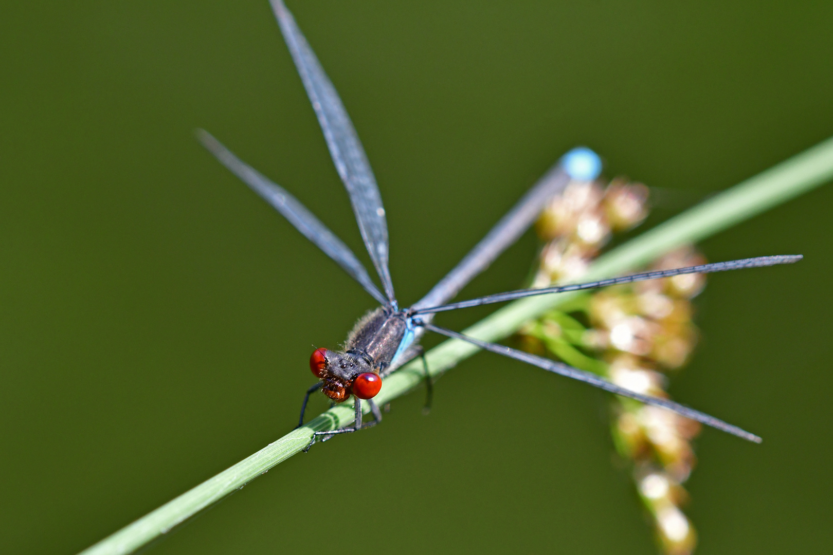 Balancekünstler Kleines Granatauge (Erythromma viridulum)