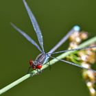 Balancekünstler Kleines Granatauge (Erythromma viridulum)