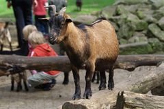 Balancier Ziege aus dem Frankenhof in Reken