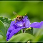 Balancieren auf der Dreimasterblume...