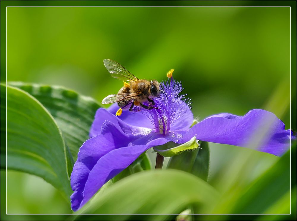 Balancieren auf der Dreimasterblume...