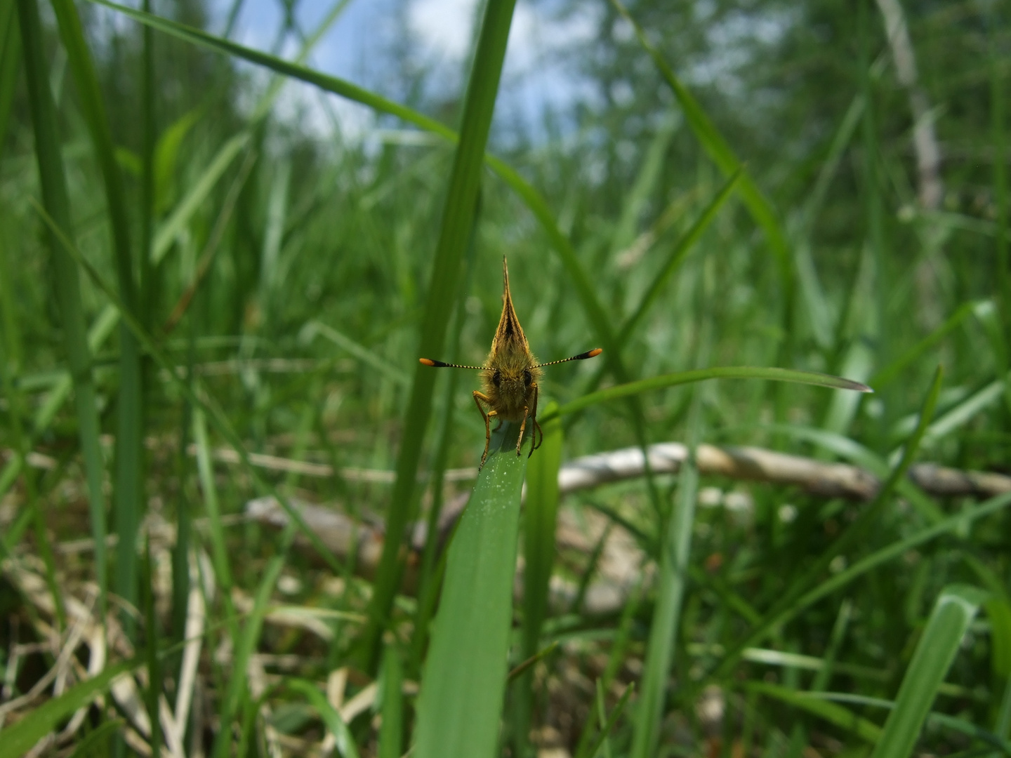 Balancierender Schmetterling