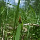 Balancierender Schmetterling