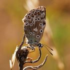 Balancing on a flower tip