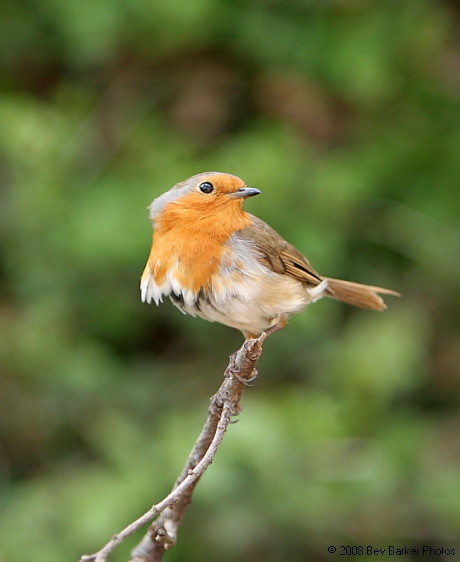 Balancing on the breeze.