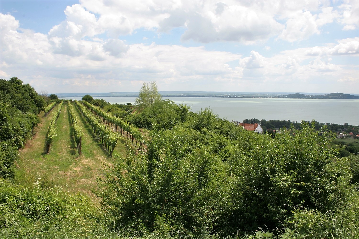 Balaton #019