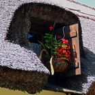 Balaton-Fenster mit Blumen