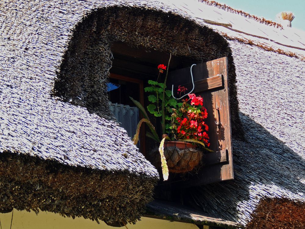 Balaton-Fenster mit Blumen