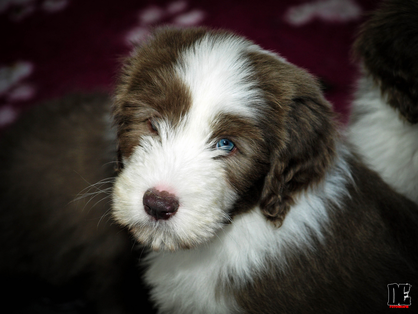 Balbriggan Bearded Collie