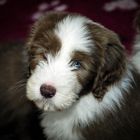 Balbriggan Bearded Collie