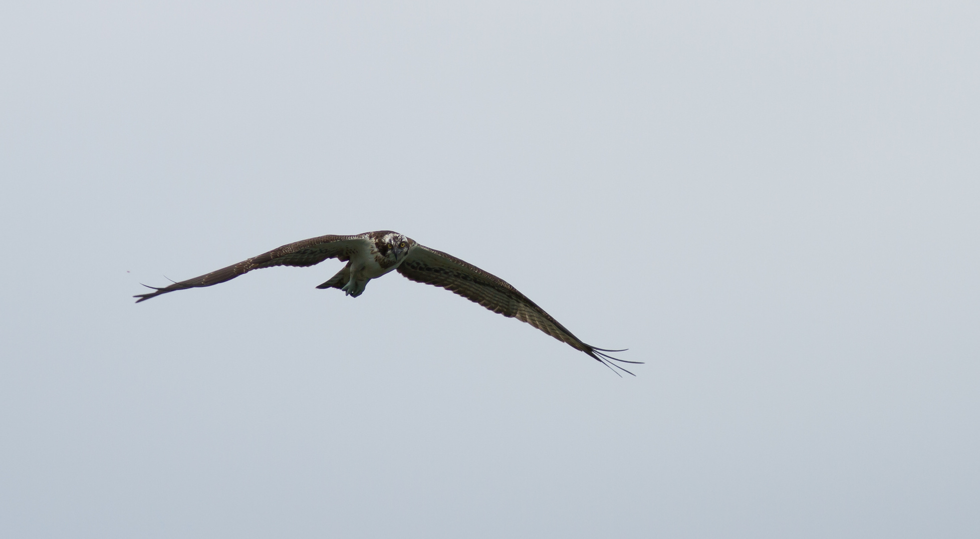 balbuzard pêcheur