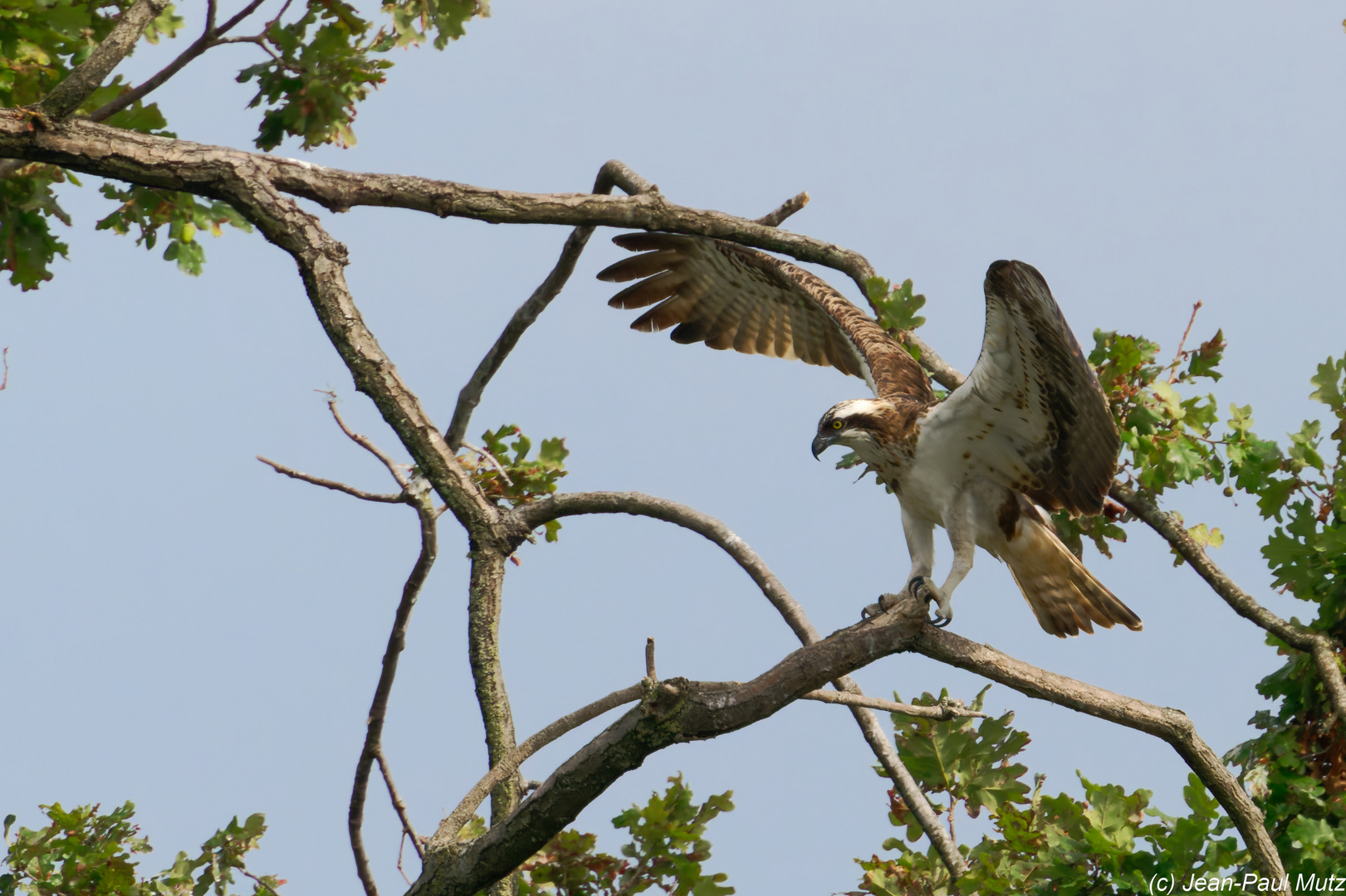 Balbuzard pêcheur en Petite Camargue Alsacienne