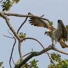 Balbuzard pêcheur en Petite Camargue Alsacienne