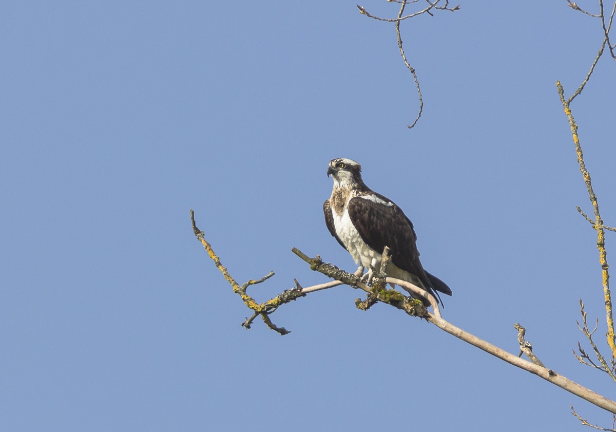 BALBUZARD PÉCHEUR