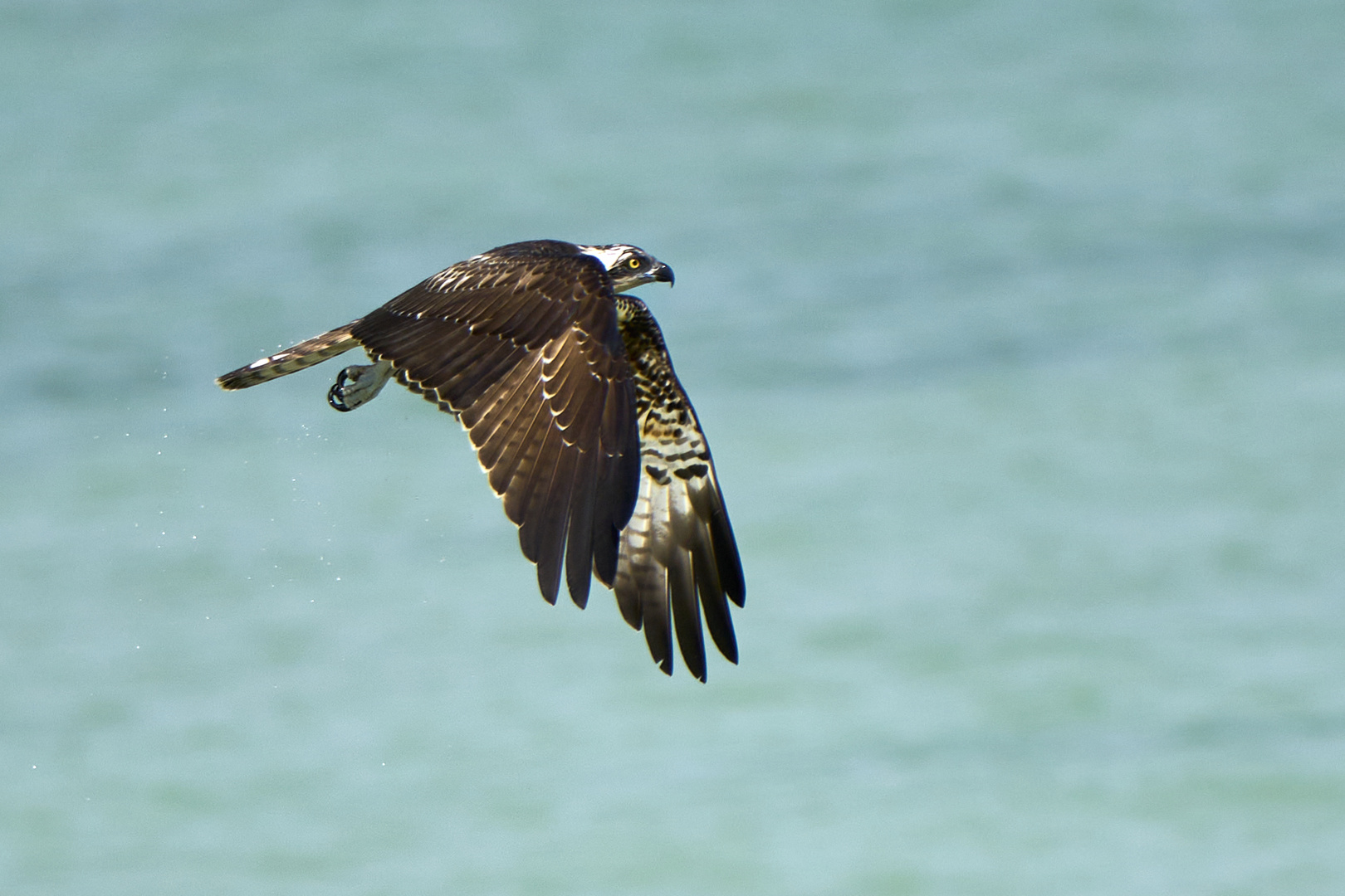 Balbuzard pêcheur (Osprey)