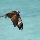 Balbuzard pêcheur (Osprey)