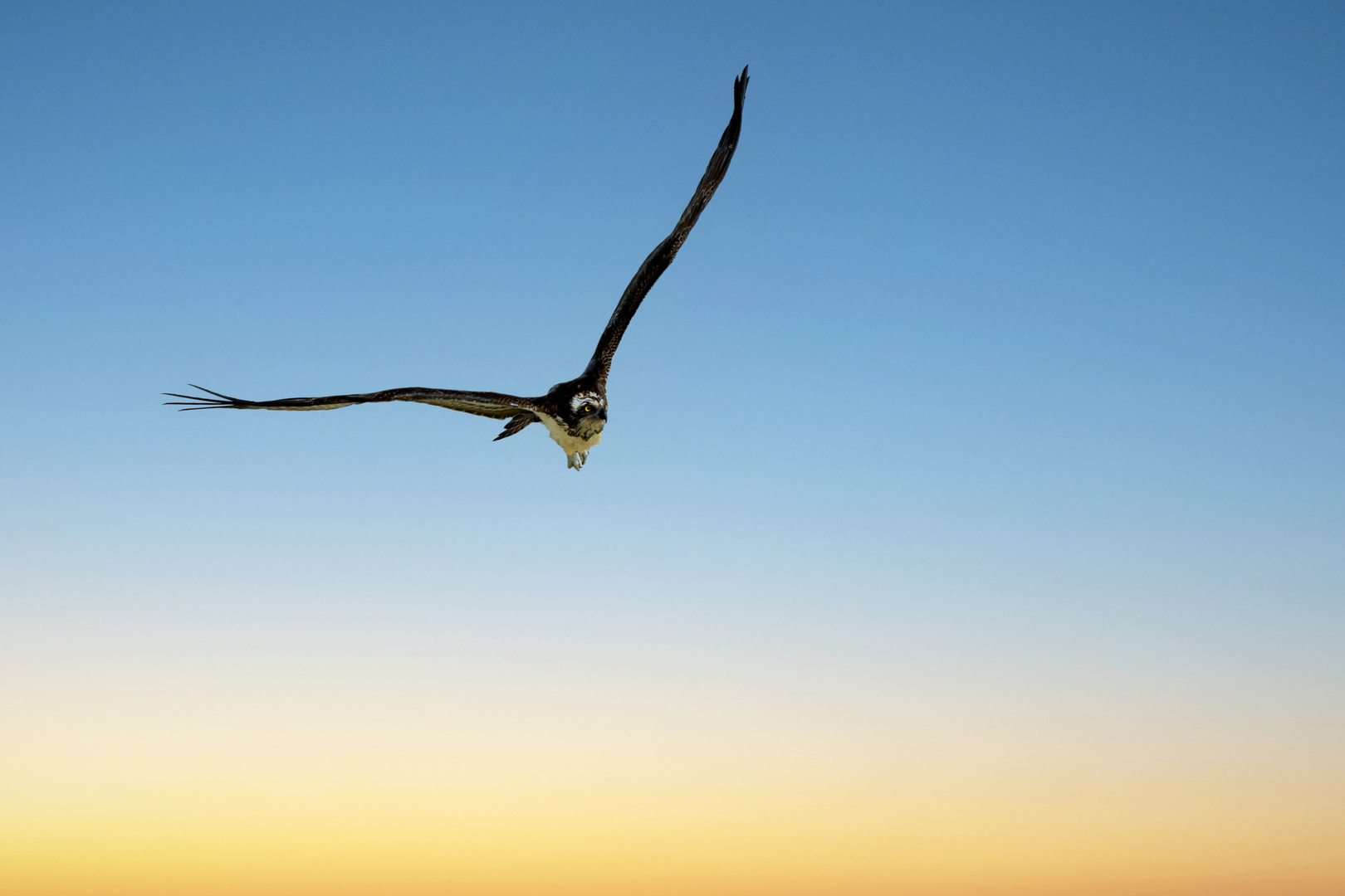 Balbuzard pêcheur (Osprey)