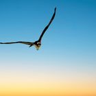 Balbuzard pêcheur (Osprey)