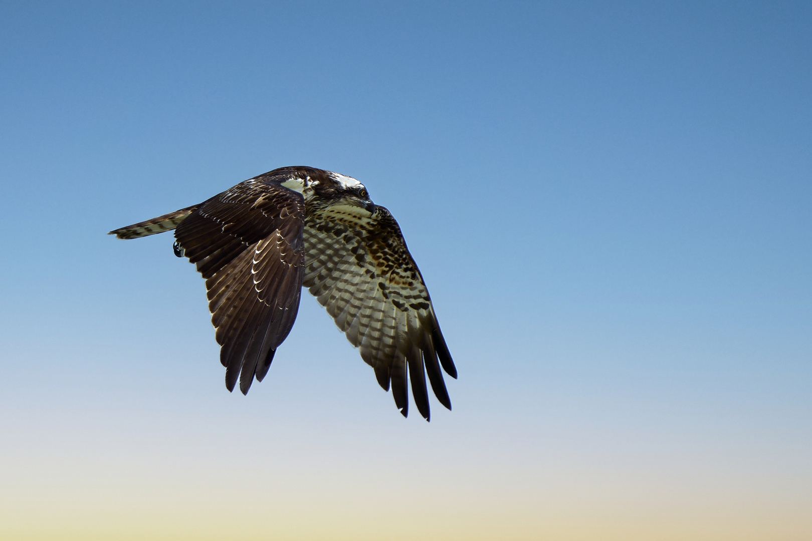 Balbuzard pêcheur (Osprey)