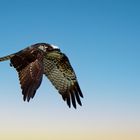 Balbuzard pêcheur (Osprey)