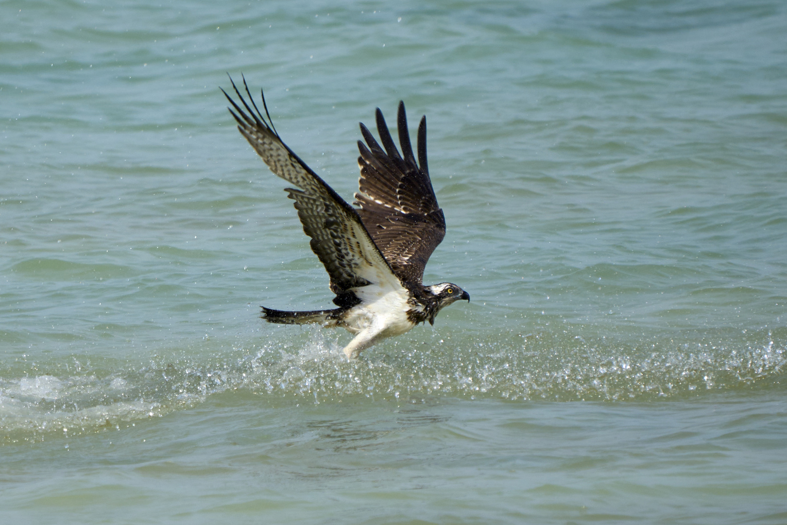 Balbuzard pêcheur (Osprey)