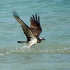 Balbuzard pêcheur (Osprey)