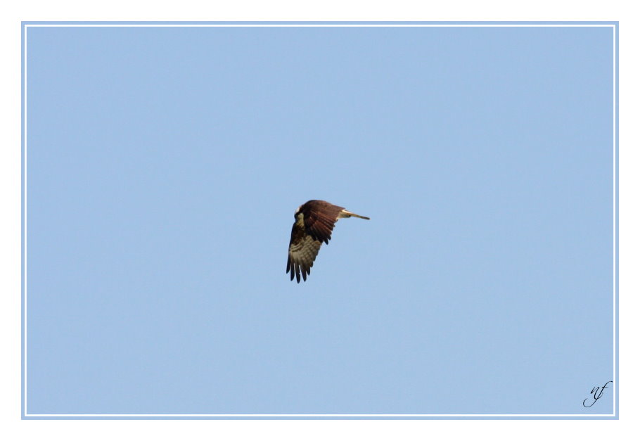 BALBUZARD PECHEUR EN VOL