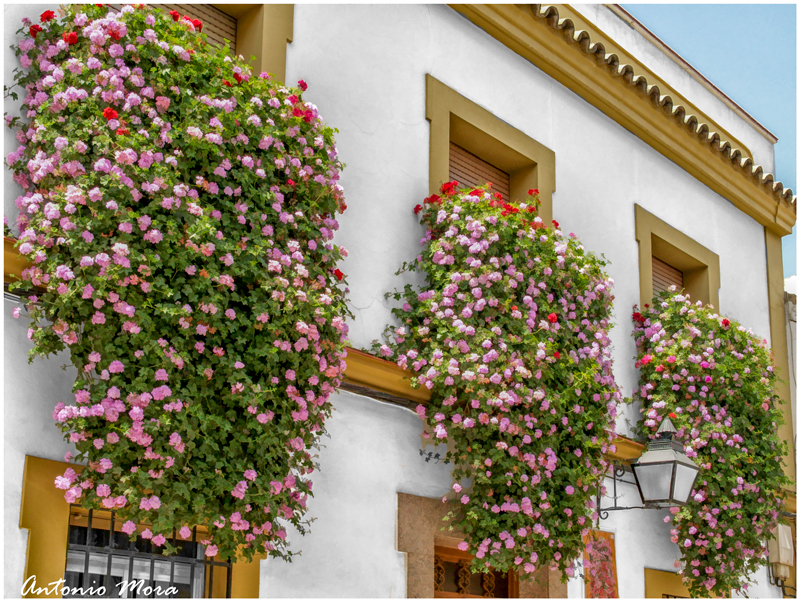 Balcones de Córdoba.