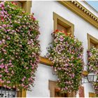 Balcones de Córdoba.