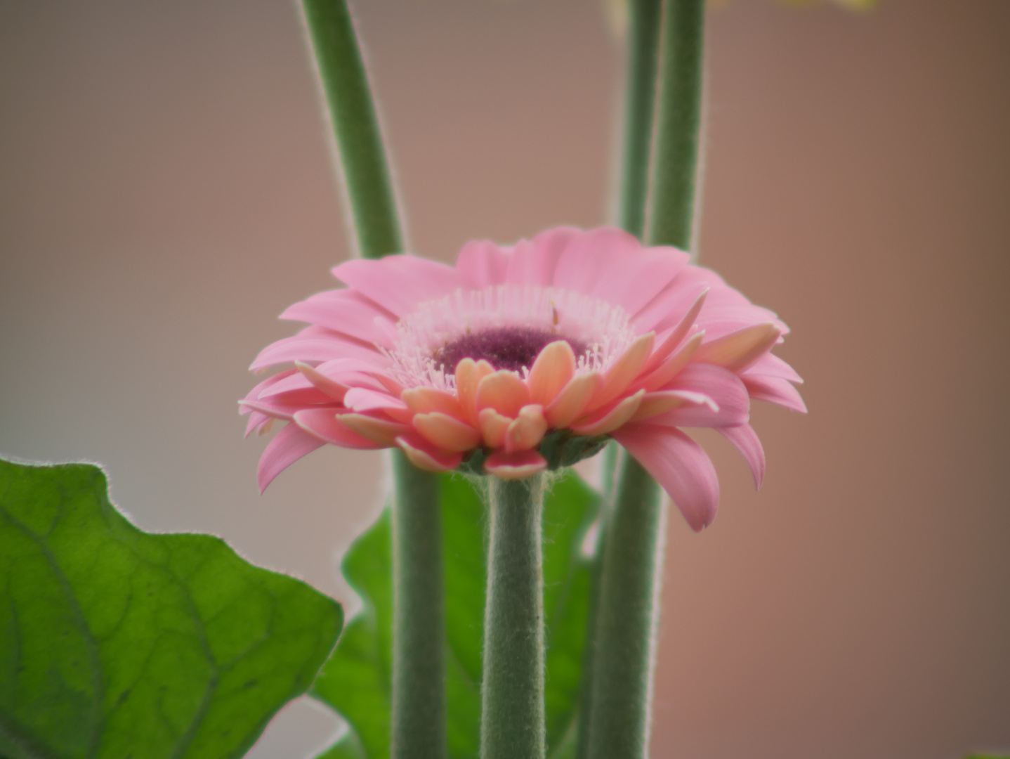 balcony flower 