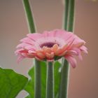 balcony flower 