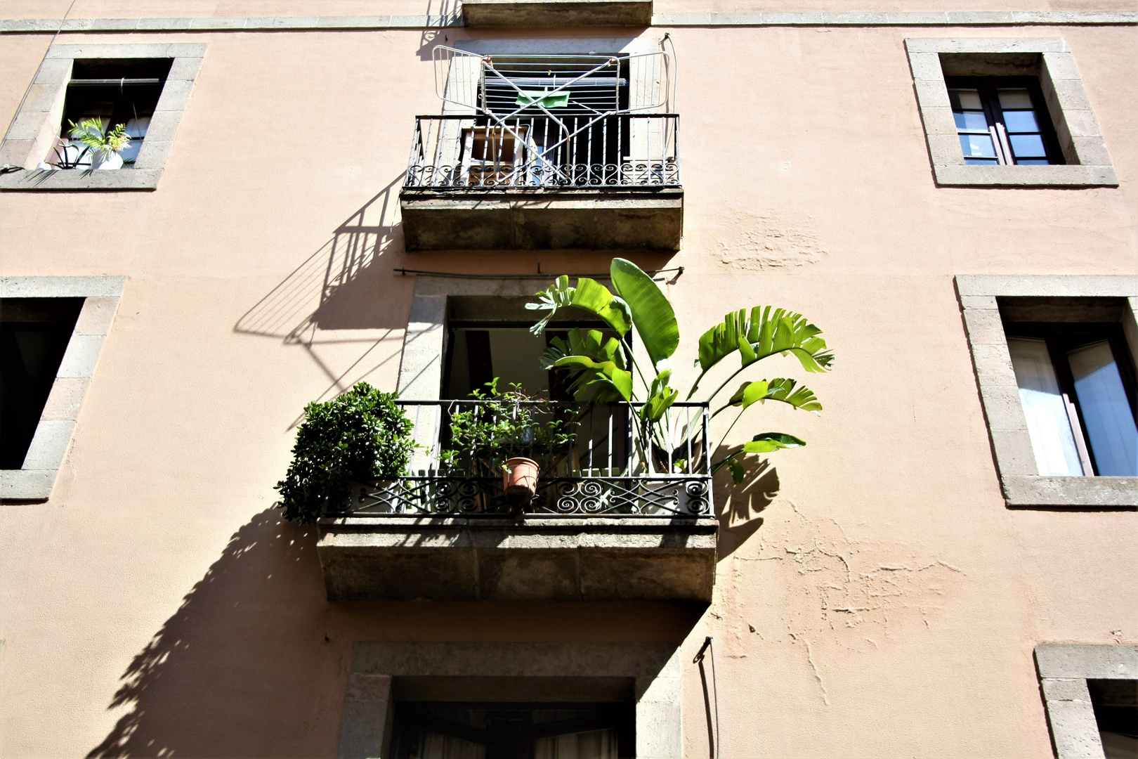 balcony plant