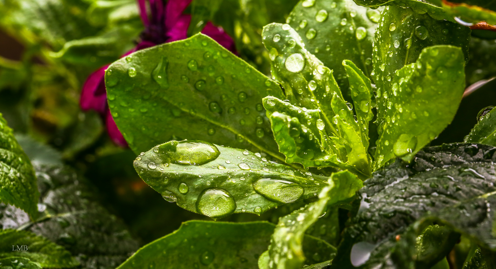 Balcony plants after the thunderstorm