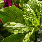 Balcony plants after the thunderstorm