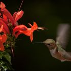 Balcony Wildlife