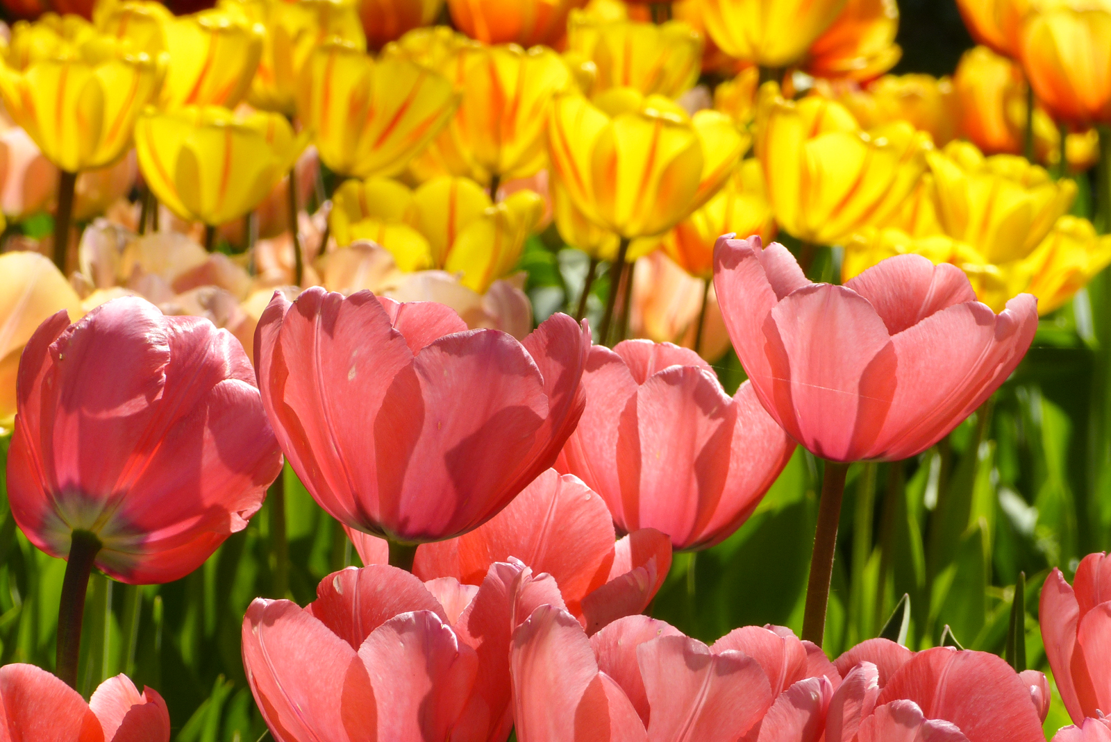 Bald auf der Mainau, Mainau April 2012