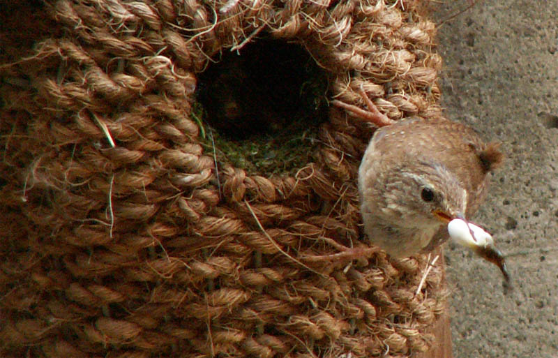 Bald baut er wieder sein Nest