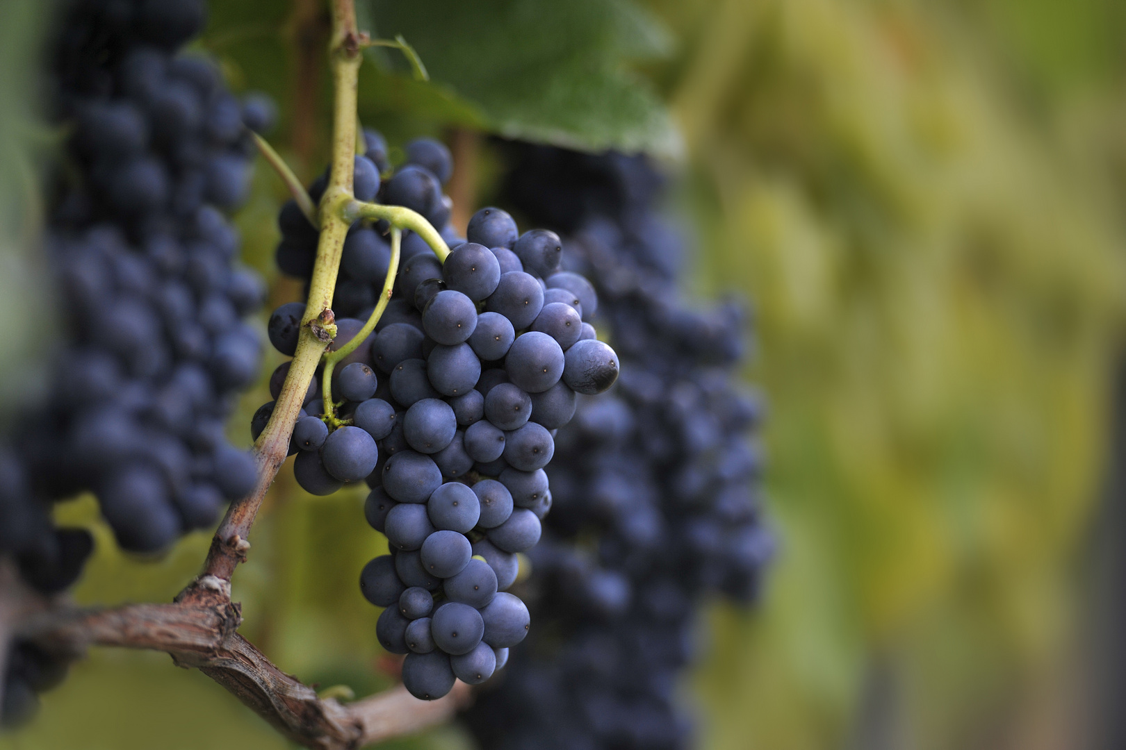 Bald beginnt in der Region die Weinlese...