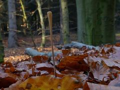 Bald bin ich auch ein Baum :-)