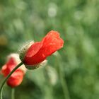 Bald bin ich Blüte