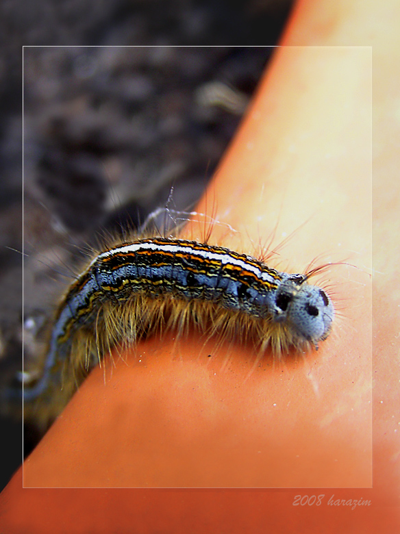 Bald bin ich ein Metterling:-)