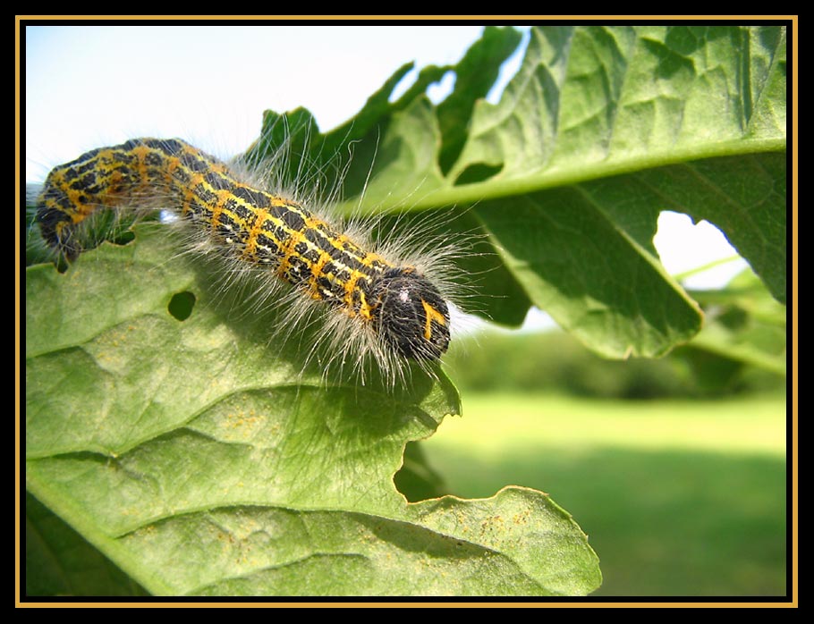 Bald bin ich ein Schmetterling