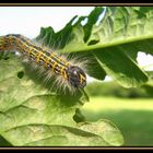 Bald bin ich ein Schmetterling