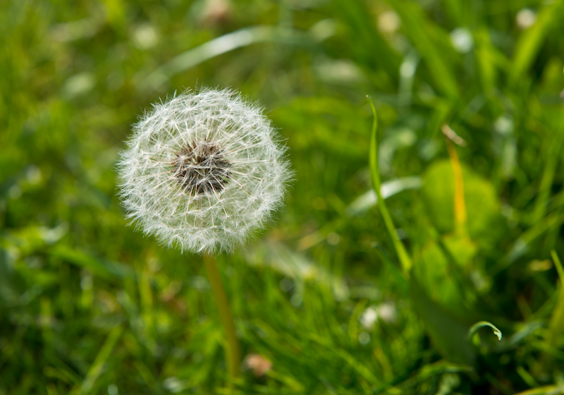 Bald bläst der Wind sie weg, die "Fallschirme"