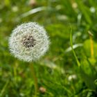 Bald bläst der Wind sie weg, die "Fallschirme"