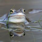 Bald blubbern sie wieder