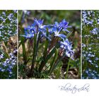 Bald blühen Blausternchen ...