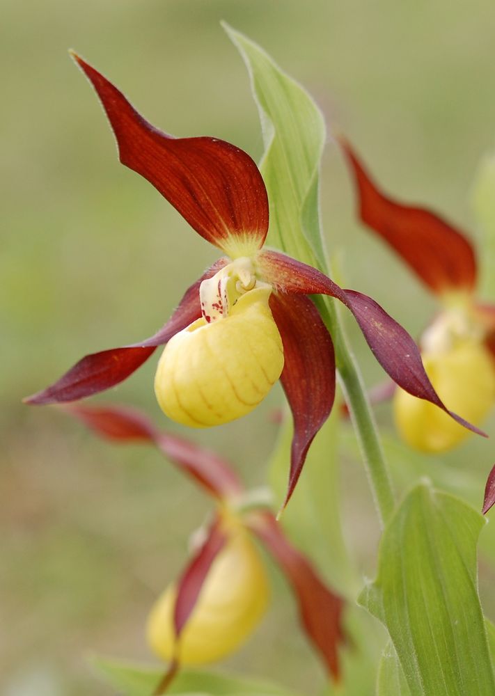 Bald blühen sie wieder, die Edelsteine unserer Flora!